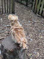 Padua krulveer, Dieren en Toebehoren, Pluimvee, Vrouwelijk, Kip