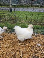 Jonge witte zijdehoen te ruil aangeboden., Mannelijk, Kip