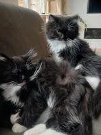 Nog 2 Noorse boskat kittens, Dieren en Toebehoren, Katten en Kittens | Raskatten | Langhaar, Meerdere dieren