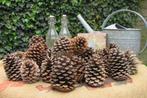 Grote dennenappels, Hobby en Vrije tijd, Knutselen, Ophalen of Verzenden, Zo goed als nieuw, Materiaal