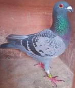 Postduif Super Inbred Wondere/Kleine Dirk., Mannelijk, Postduif