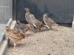 Koppel jonge Californische kuifkwartels van 13-06-2025., Dieren en Toebehoren, Vogels | Overige Vogels, Meerdere dieren, Tropenvogel