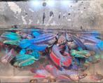 Betta's (Kempvis), Vis, Zoetwatervis