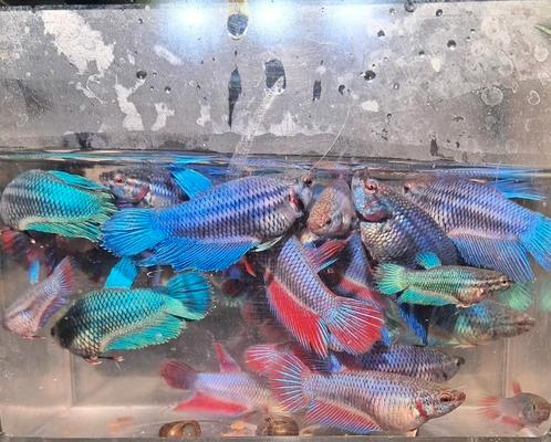 Betta's (Kempvis), Dieren en Toebehoren, Vissen | Aquariumvissen, Zoetwatervis, Vis