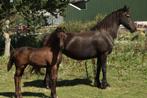 Twee mooie, aansprekende merrieveulens, Dieren en Toebehoren, Paarden, Merrie, Dressuurpaard, 0 tot 2 jaar