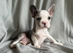 Knappe franse bulldog pups, Dieren en Toebehoren, Honden | Bulldogs, Pinschers en Molossers, 8 tot 15 weken, Meerdere, Meerdere dieren