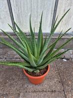 Aloe Vera XXL p30 h70, Ophalen of Verzenden, Halfschaduw, Minder dan 100 cm