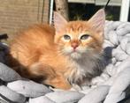Siberische kittens met stamboom zoeken fijne huisjes, Dieren en Toebehoren, Meerdere dieren, Gechipt, 0 tot 2 jaar