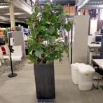 Kunstplant in grote antraciet bloempot - hoogte +/- 200 cm, Ophalen of Verzenden, Gebruikt, Binnen