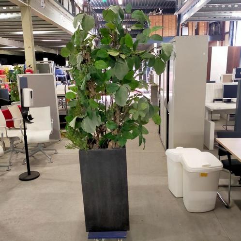 Kunstplant in grote antraciet bloempot - hoogte +/- 200 cm, Huis en Inrichting, Woonaccessoires | Kunstplanten en Kunstbloemen