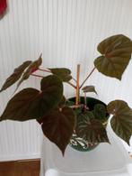 Begonia Oldemor=Deens voor overgrootmoeder. (Varkensoor), Ophalen, Overige soorten, Halfschaduw, Minder dan 100 cm