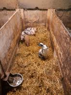 Micro gottinger biggetjes, Meerdere dieren, Varken