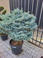 picea pungens clauca globosa, Tuin en Terras, Planten | Bomen, In pot, Volle zon, Bloeit niet, Bolboom