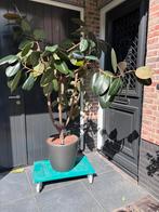 Mooie vetplant met verrijdbare pot en aqua system, Ophalen of Verzenden, Overige soorten
