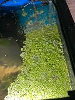 Drijf planten aquarium, Ophalen, Nieuw, Plant(en), Steen of Hout