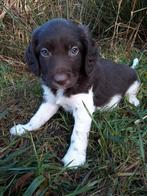 Friese Stabij puppies, Overige rassen, CDV (hondenziekte), 8 tot 15 weken, Meerdere