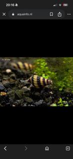 Helena slakken, Dieren en Toebehoren, Vissen | Aquariumvissen, Slak of Weekdier
