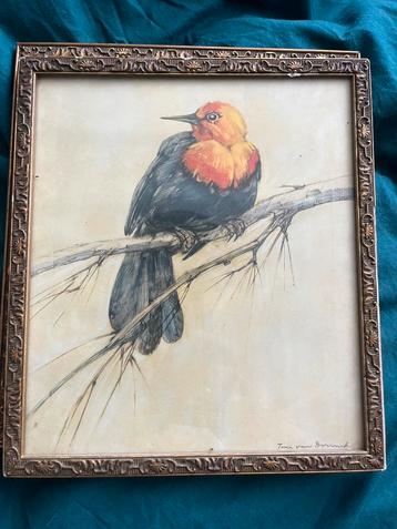 2 Aquarel van Vogel in lijst van - Tini van Doornik beschikbaar voor biedingen