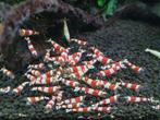 Crystal Red garnalen, Dieren en Toebehoren, Kreeft, Krab of Garnaal, Zoetwatervis, Schoolvis