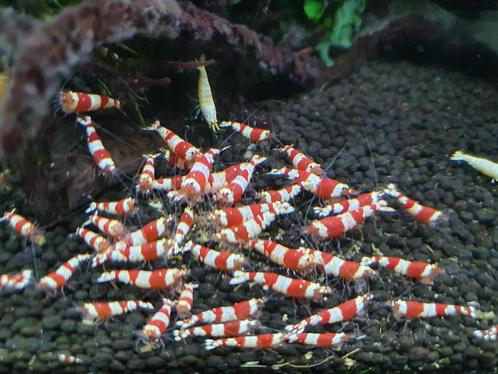 Crystal Red garnalen, Dieren en Toebehoren, Vissen | Aquariumvissen, Zoetwatervis, Kreeft, Krab of Garnaal, Schoolvis