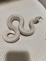 Heterodon nasicus, Dieren en Toebehoren, Slang, 0 tot 2 jaar