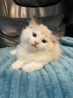 Ragdoll kittens: kater en poes | geteste ouders, Dieren en Toebehoren, Katten en Kittens | Overige Katten, Meerdere dieren