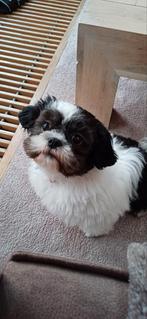 Volras Shih Tzu teefje geboren 16-10-2024, Dieren en Toebehoren, Honden | Niet-rashonden, Rabiës (hondsdolheid), 15 weken tot 1 jaar