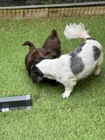 Tekoop shitzu boomer pups, Dieren en Toebehoren, Honden | Niet-rashonden, Rabiës (hondsdolheid), Meerdere, Klein, 8 tot 15 weken