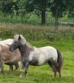 Ontzettend mooie betrouwbare merrie, 3 jaar fewspot,drachtig, Dieren en Toebehoren, Pony's, Merrie, Niet van toepassing, A pony (tot 1.17m)