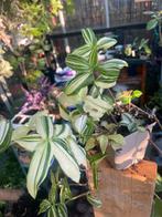 Tradescantia flumensis variegata, Ophalen of Verzenden, Overige soorten, Minder dan 100 cm