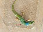 Phelsuma pasteuri man, Dieren en Toebehoren, Reptielen en Amfibieën, Hagedis, 0 tot 2 jaar