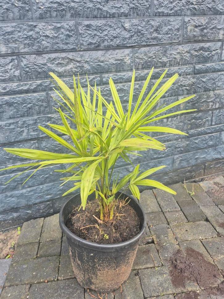 Palmbomen Fortunei - Winterharde topper!, Tuin en Terras, Planten | Tuinplanten, Ophalen of Verzenden