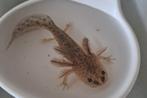 Axolotl's, Dieren en Toebehoren, Slang