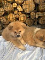 Japanse Akita Inu pups Raszuiver/Red&Brindle/ouders aanwezig, Dieren en Toebehoren, Rabiës (hondsdolheid), Overige rassen, 8 tot 15 weken