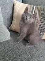 Te koop lieve blauw grijze kittens., Dieren en Toebehoren, Katten en Kittens | Raskatten | Korthaar, Poes, Ontwormd, 0 tot 2 jaar