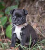 Prachtige RetroMops Puppy's, Pups, Overige rassen, CDV (hondenziekte), 8 tot 15 weken, Meerdere
