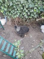 Mooi trio zijdehoenders., Dieren en Toebehoren, Pluimvee, Meerdere dieren, Kip