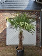 PALMBOMEN, OLIJFBOMEN & ANDERE MEDITERRANE BOMEN EN PLANTEN, Tuin en Terras, Planten | Bomen, In pot, Halfschaduw, Ophalen of Verzenden