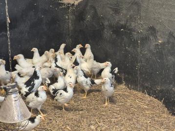 Te koop jonge witte/ bonte leghoorn hennen  beschikbaar voor biedingen