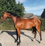 3,5 jarige springruin met fijn karakter, Dieren en Toebehoren, Paarden, Ruin, Dressuurpaard, 3 tot 6 jaar