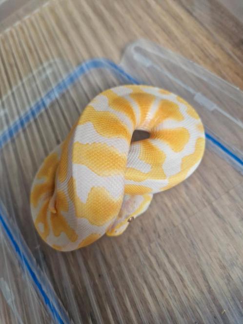 Te koop Pastel Lavender Hetr. Pied 1.0, Dieren en Toebehoren, Reptielen en Amfibieën, Slang, 0 tot 2 jaar, Tam