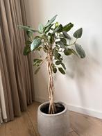 Ficus Audrey (Ficus benghalensis), rubberplant op stam, Huis en Inrichting, Ophalen, Ficus