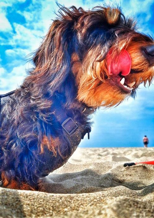 Honden uitlaatservice aangeboden!, Boeken, Avontuur en Actie, Zo goed als nieuw, Ophalen of Verzenden