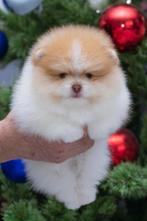 Parti Color Reutje Pomeriaan/Pomeranian Binnenkort in NL, Dieren en Toebehoren, Keeshond, Reu, 8 tot 15 weken, Buitenland