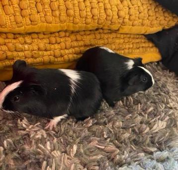 1 cavia beertje tekoop beschikbaar voor biedingen