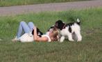 prachtige doodle pups, Overige rassen, CDV (hondenziekte), 8 tot 15 weken, Meerdere