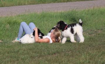 prachtige doodle pups  beschikbaar voor biedingen