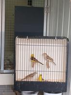 Gezocht kwekers die kweken met bruinrug goudmussen, Dieren en Toebehoren, Vogels | Overige Vogels, Meerdere dieren