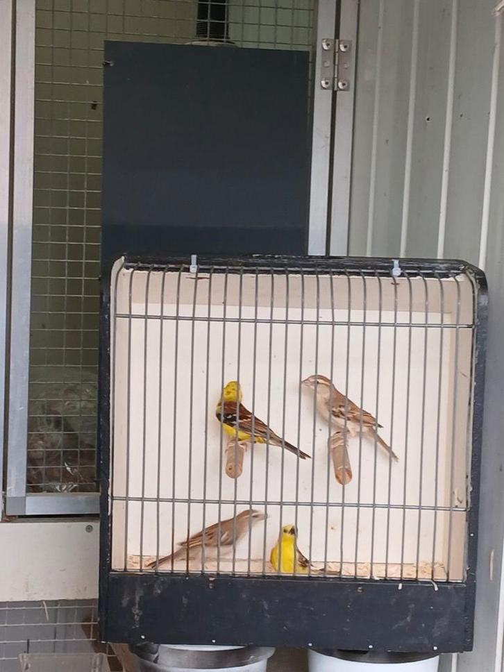 Gezocht kwekers die kweken met bruinrug goudmussen, Dieren en Toebehoren, Vogels | Overige Vogels, Meerdere dieren