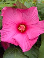 XXL hibiscus 20 cm bloem ❤️Gigantische struik & vele knoppen, Tuin en Terras, Planten | Tuinplanten, Overige soorten, Vaste plant